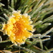 Frosty dandelion by busylady