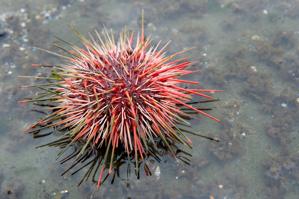 Sea Urchin by kwind