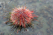 24th Mar 2014 - Sea Urchin