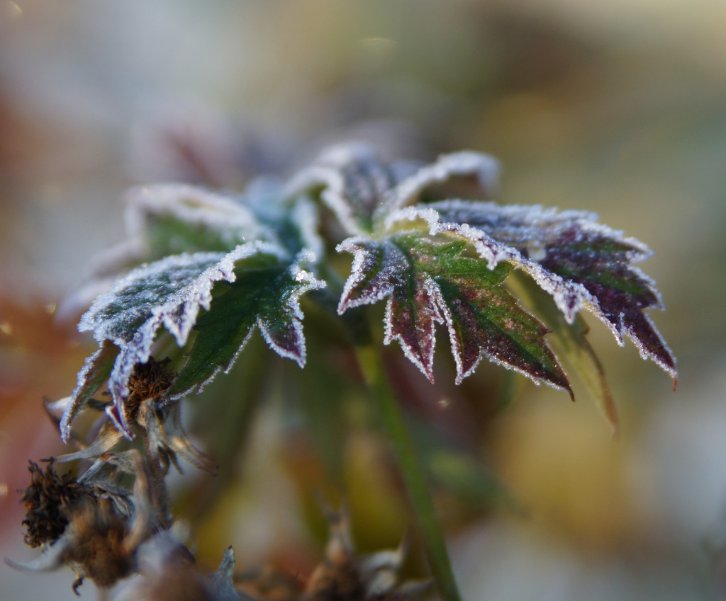 Frosty Morning by pcoulson