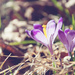 spring! by walia