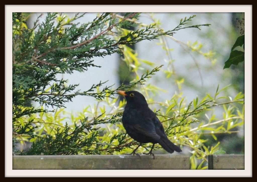 Blackbird singing in the dead of night by rosiekind