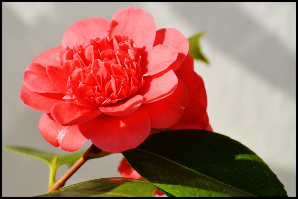 Another camelia by rosiekind