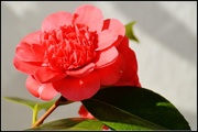 24th Mar 2014 - Another camelia