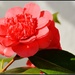 Another camelia by rosiekind