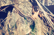 24th Mar 2014 - lizard 