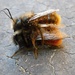 Bees ;) by gabis