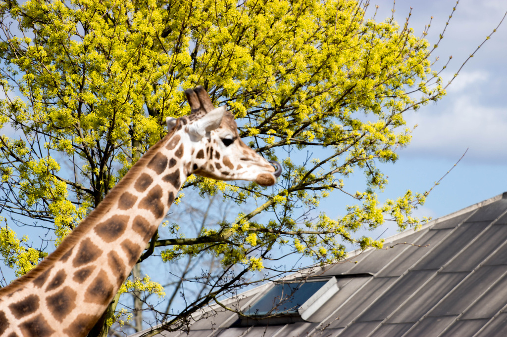 Giraffe by bizziebeeme