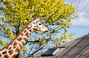 24th Mar 2014 - Giraffe