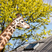 Giraffe by bizziebeeme