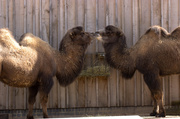 24th Mar 2009 - Kissing Camels