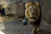 14th Apr 2010 - Pacing Lion