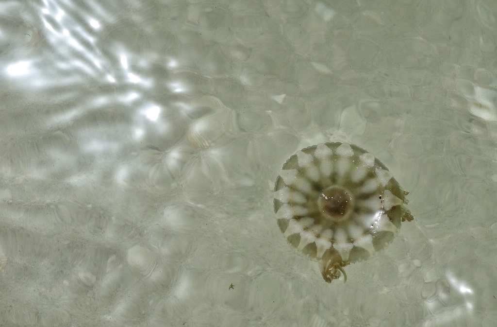 Weirdo jellyfish  by cocobella