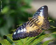 24th Mar 2014 - Butterflies in the Garden