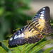 Butterflies in the Garden by lynne5477