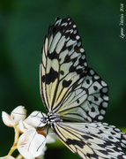 23rd Mar 2014 - Paper Kite Butterfly