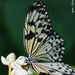 Paper Kite Butterfly by lynne5477