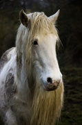 23rd Mar 2014 - Bearded pony