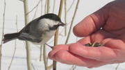25th Mar 2014 - A Bird in the hand is worth...........