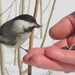 A Bird in the hand is worth........... by radiogirl