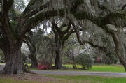 22nd Mar 2014 - Magnolia Gardens, Charleston, SC