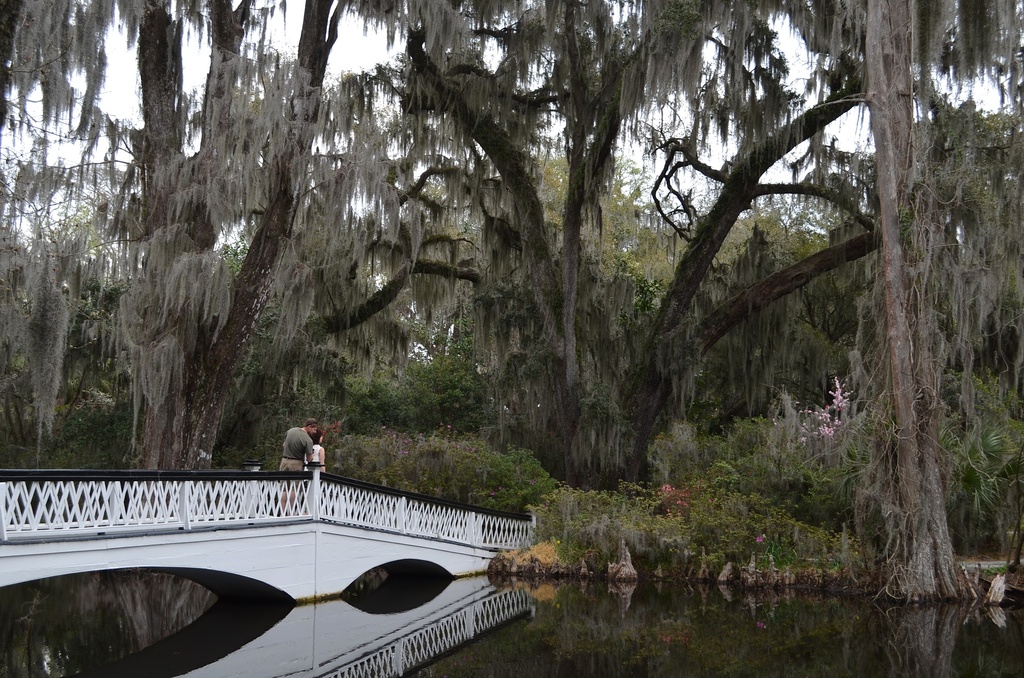 Magnolia Gardens, Charleston, SC by congaree