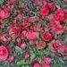 Camellias by congaree