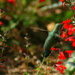 Hummingbird by kerristephens