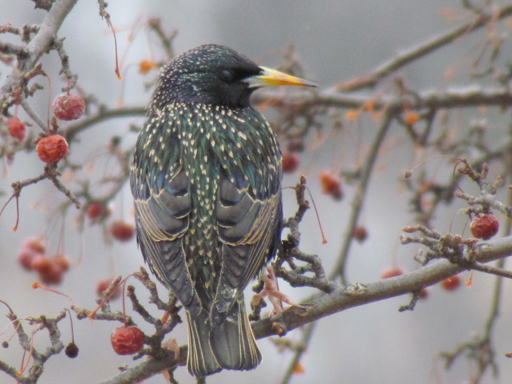 Starling? by juletee