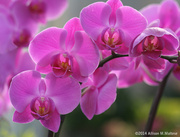 24th Mar 2014 - Orchids