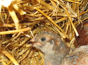 24th Mar 2014 - Chick