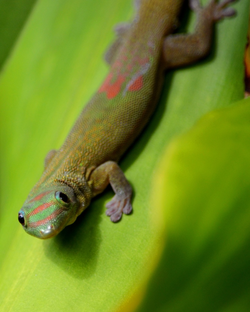 Gold Dust Day Gecko by mariaostrowski