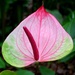 Multicolor Anthurium by mariaostrowski