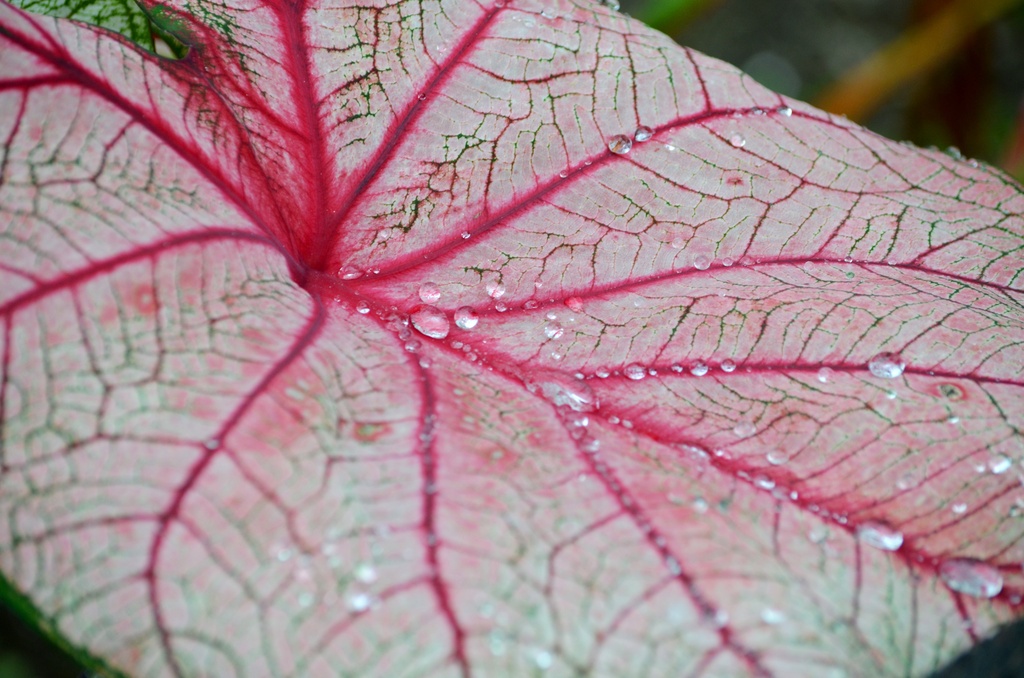 Red Leaf in the Rain by mariaostrowski