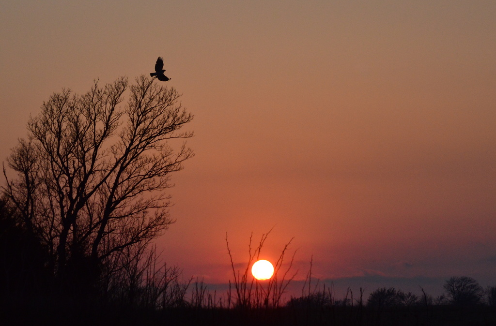 Hawk at Sunset by kareenking