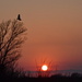Hawk at Sunset by kareenking