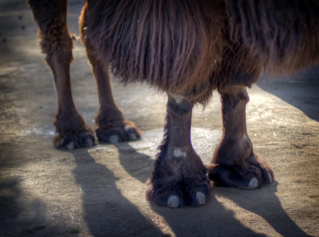 Camel toe by orangecrush