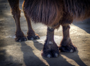 23rd Mar 2014 - Camel toe