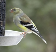22nd Mar 2014 - American Goldfinch coming into its breeding plumage