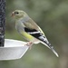 American Goldfinch coming into its breeding plumage by annepann
