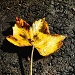 golden leaf by iiwi