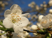 20th Mar 2014 - White bloom