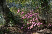 25th Mar 2014 - Charles Towne Landing State Historic Site, Charleston, SC