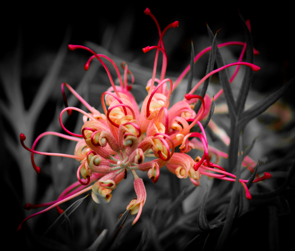 Australian native flower - Grevillea by flyrobin