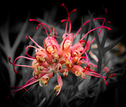 25th Mar 2014 - Australian native flower - Grevillea