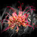 Australian native flower - Grevillea by flyrobin