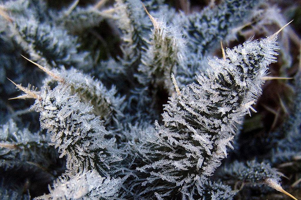 Frosty Stickums by milaniet