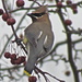Waxwing by juletee