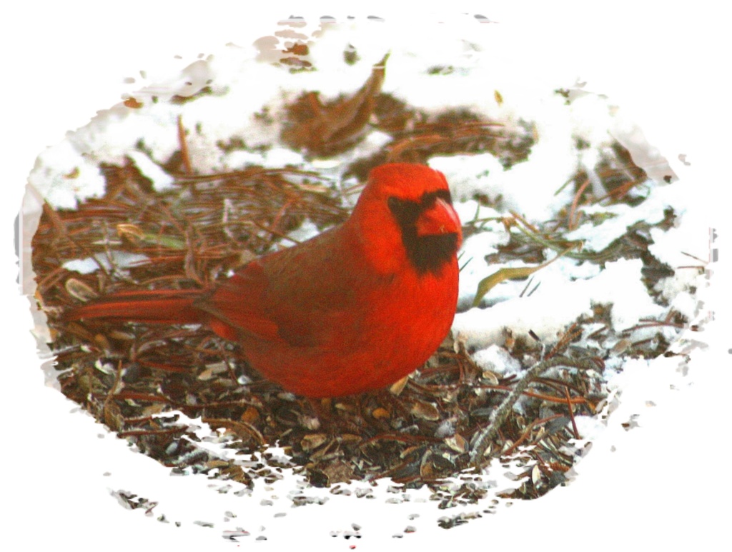 Pretty cardinal by bruni
