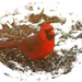 Pretty cardinal by bruni